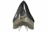Serrated, Fossil Megalodon Tooth - Collector Quality #84144-1